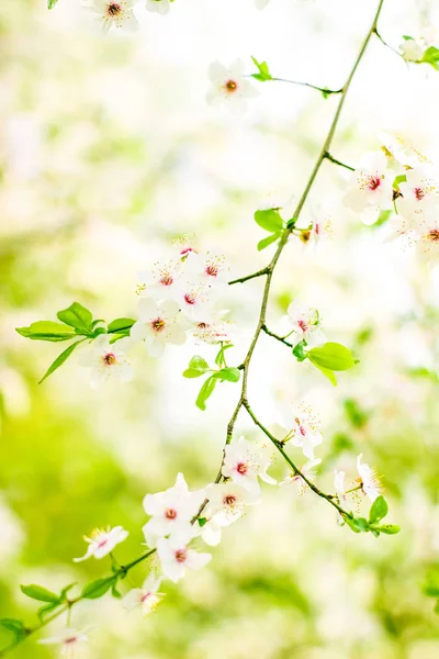 Körsbärs träd blomma på våren, vita blommor som naturen bakgrunds — Stockfoto