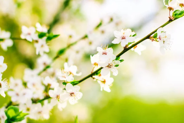 Flor de cerejeira na primavera, flores brancas como fundo da natureza — Fotografia de Stock