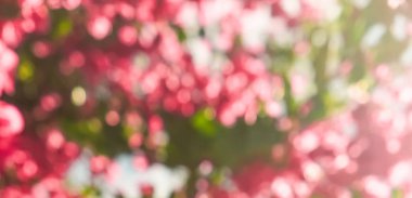 Mercan çiçeklenme çiçekler ve mavi gökyüzü, kadınsı tarzı arka plan