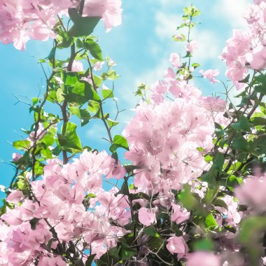 Bir rüya bahçesinde pastel pembe çiçeklenme çiçekler ve mavi gökyüzü, Flo