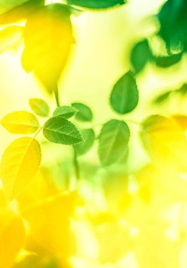 Baharda taze yeşil yapraklar