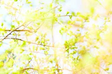 Bahar, Doğa arka planda yeşil yaprakları