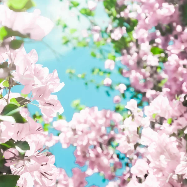 Pastel pink blooming flowers and blue sky in a dream garden, flo