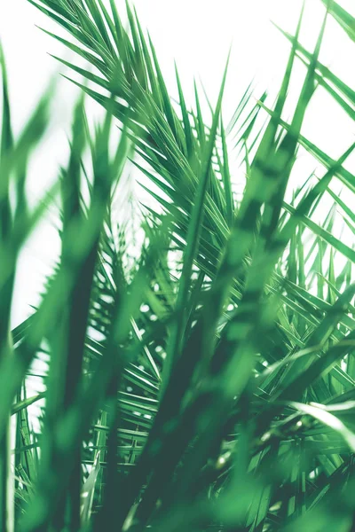 Tropical palm leaves, floral background — Stock Photo, Image