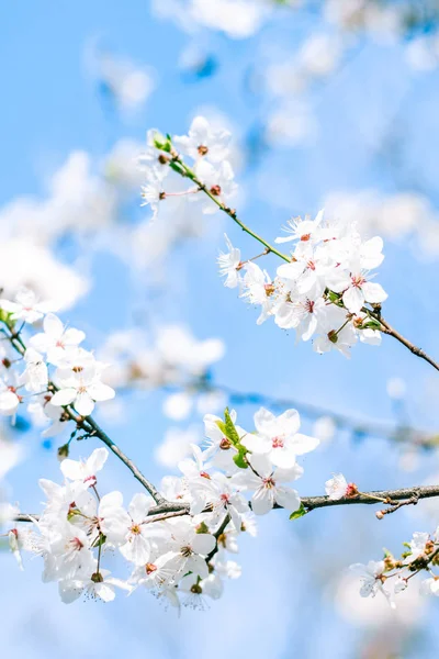 Cherry Tree bloesem en blauwe lucht, witte bloemen als de natuur ondergrond — Stockfoto
