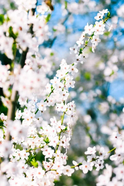 Cherry Tree bloesem en blauwe lucht, witte bloemen als de natuur ondergrond — Stockfoto