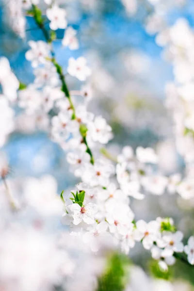 Цветение вишни и голубое небо, белые цветы, как природа backgr — стоковое фото