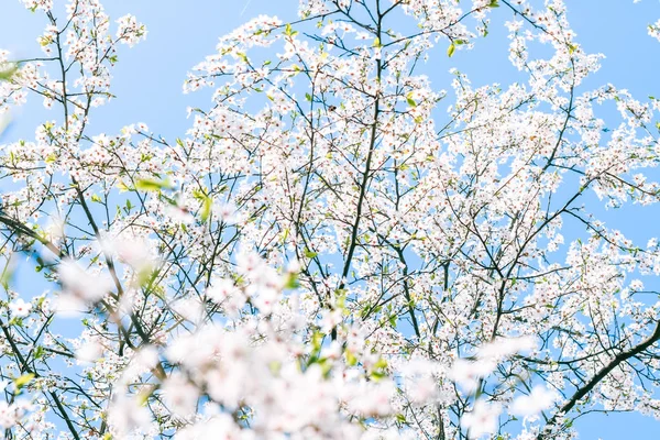 Cseresznyefa virága és kék ég, fehér virágok a természet háttérben — Stock Fotó