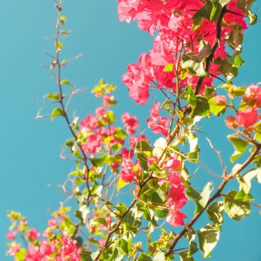 Mercan çiçeklenme çiçekler ve mavi gökyüzü, kadınsı tarzı arka plan