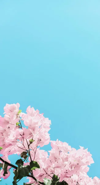 Pastel pink blooming flowers and blue sky in a dream garden, flo