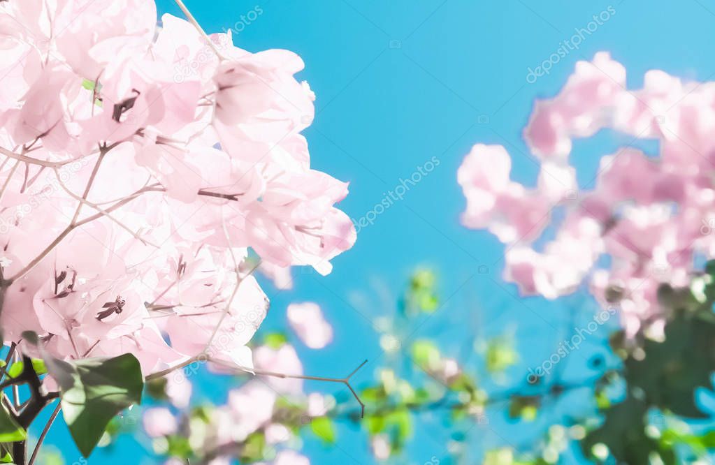 Pastel pink blooming flowers and blue sky in a dream garden, flo