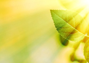 Baharda taze yeşil yapraklar