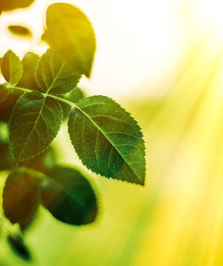 Baharda taze yeşil yapraklar