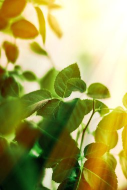 Baharda taze yeşil yapraklar