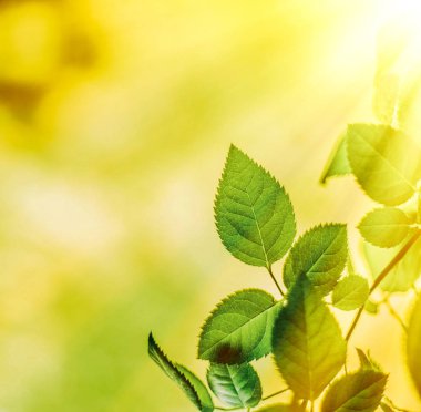 Baharda taze yeşil yapraklar