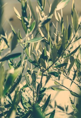 Yunanistan 'da Zeytin Bahçesi