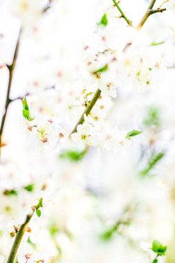 Bahar kiraz ağacı çiçeği, doğa artalan olarak beyaz çiçekler