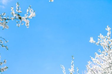 Kiraz ağacı çiçeği ve mavi gökyüzü, Doğa arka plan müziği olarak beyaz çiçekler