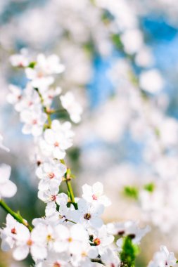 Kiraz ağacı çiçeği ve mavi gökyüzü, Doğa arka plan müziği olarak beyaz çiçekler