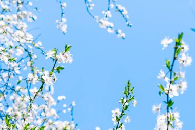 Kiraz ağacı çiçeği ve mavi gökyüzü, Doğa arka plan müziği olarak beyaz çiçekler