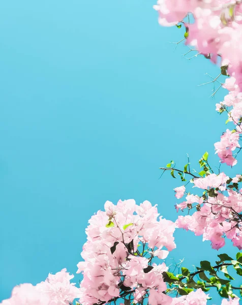 Pastel pink blooming flowers and blue sky in a dream garden, flo