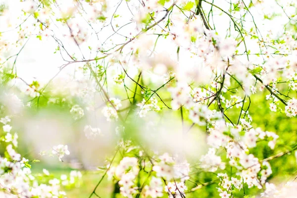 Flor de cerejeira na primavera, flores brancas como fundo da natureza — Fotografia de Stock