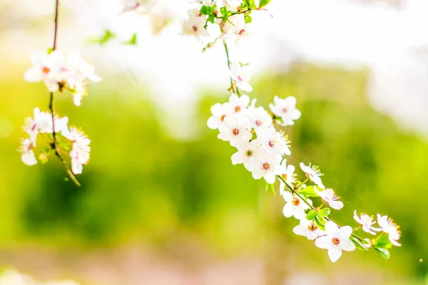 Körsbärs träd blomma på våren, vita blommor som naturen bakgrunds — Stockfoto