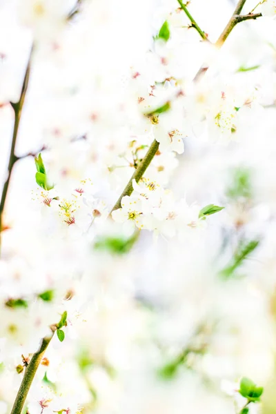 Flor de cerejeira na primavera, flores brancas como fundo da natureza — Fotografia de Stock