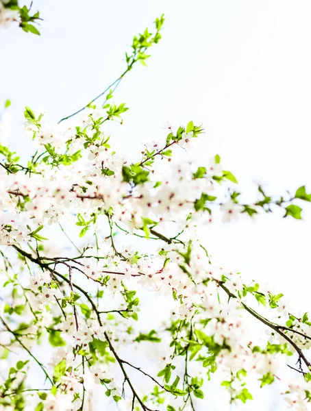 Kersenboom bloesem in het voorjaar, witte bloemen als de natuur backgroun — Stockfoto