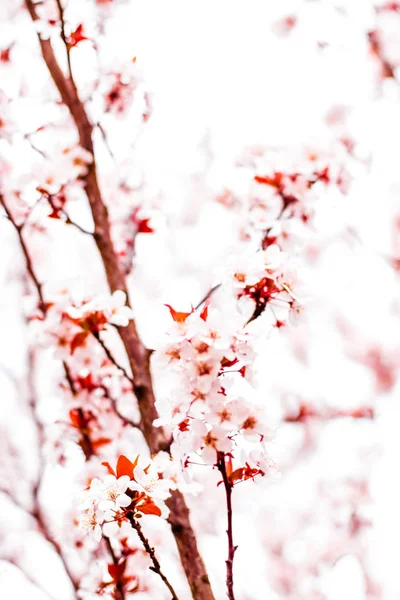 Blütenpracht im Frühling, rosa Blüten als Naturhintergrund — Stockfoto
