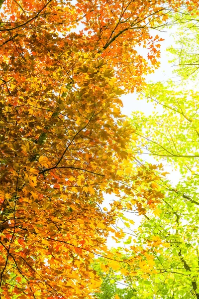 Herbst Natur Szene Hintergrund, Blätter und Bäume im Freien — Stockfoto