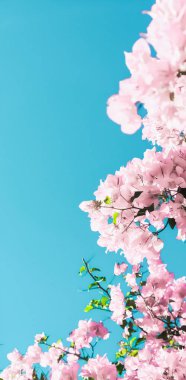 Bir rüya bahçesinde pastel pembe çiçeklenme çiçekler ve mavi gökyüzü, Flo