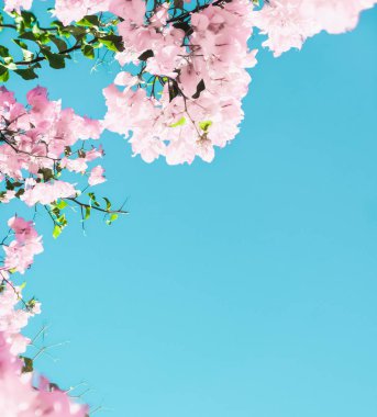 Bir rüya bahçesinde pastel pembe çiçeklenme çiçekler ve mavi gökyüzü, Flo