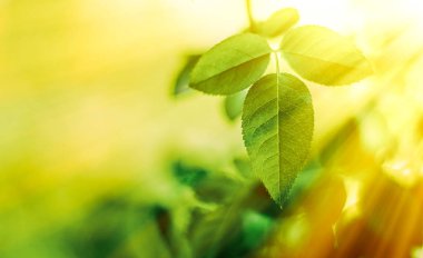 Baharda taze yeşil yapraklar