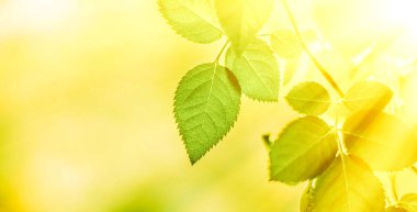 Baharda taze yeşil yapraklar