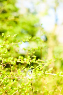 Bahar, Doğa arka planda yeşil yaprakları