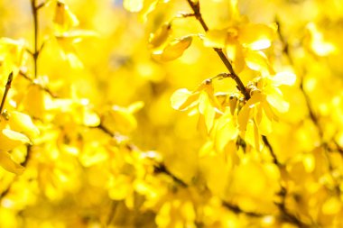 Güzel sarı çiçekler ve arka plan olarak mavi gökyüzü