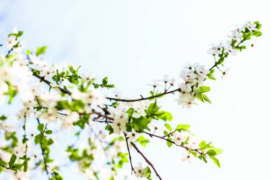 Bahar kiraz ağacı çiçeği, doğa artalan olarak beyaz çiçekler