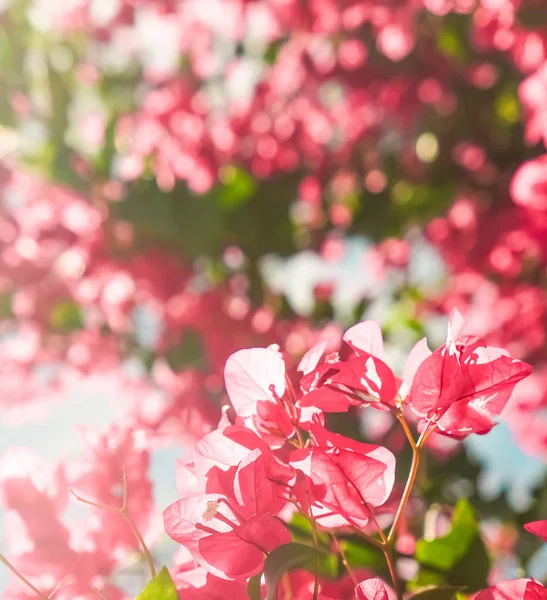 Mercan çiçeklenme çiçekler ve mavi gökyüzü, kadınsı tarzı arka plan