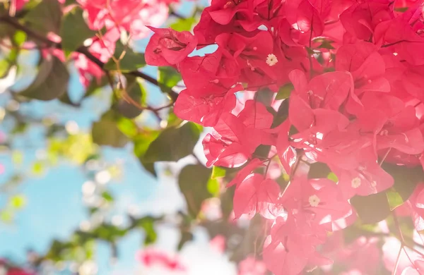 Koralowe kwitnące kwiaty i błękitne niebo, kobiece tło w stylu — Zdjęcie stockowe