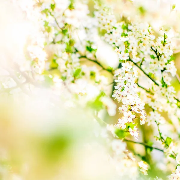 Flor de cerejeira na primavera, flores brancas como fundo da natureza — Fotografia de Stock