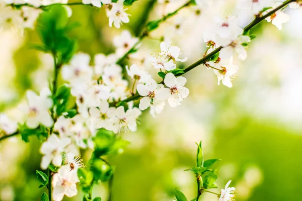 Bahar kiraz ağacı çiçeği, doğa artalan olarak beyaz çiçekler