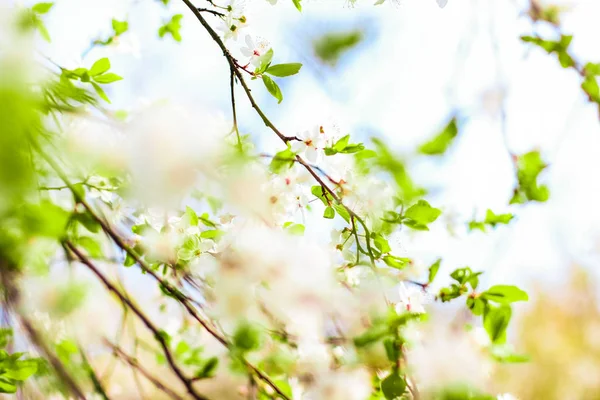 Bahar kiraz ağacı çiçeği, doğa artalan olarak beyaz çiçekler