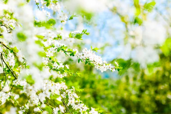 Άνθος κερασιάς την άνοιξη, λευκά άνθη ως φύση backgroun — Φωτογραφία Αρχείου