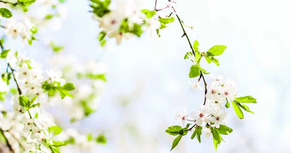 Cseresznyefa virágzik tavasszal, fehér virágok a természet háttérképet — Stock Fotó