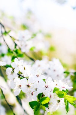 Bahar kiraz ağacı çiçeği, doğa artalan olarak beyaz çiçekler