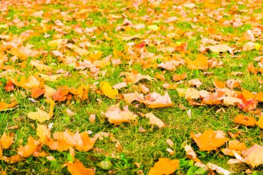 Sonbahar Doğa sahne arka plan, yaprakları ve ağaçlar açık havada