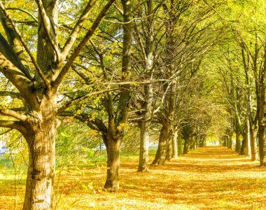 Sonbahar Doğa sahne arka plan, yaprakları ve ağaçlar açık havada