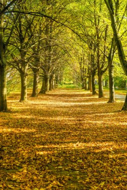 Sonbahar Doğa sahne arka plan, yaprakları ve ağaçlar açık havada