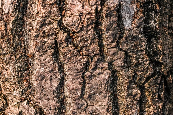 Holz strukturierten Hintergrund — Stockfoto